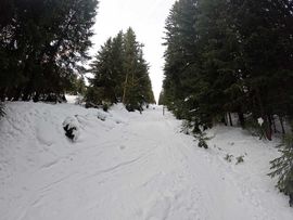 Waldweg Skitour Sattelberg