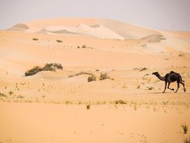Kamele in der Rub-al-Khali Wüste