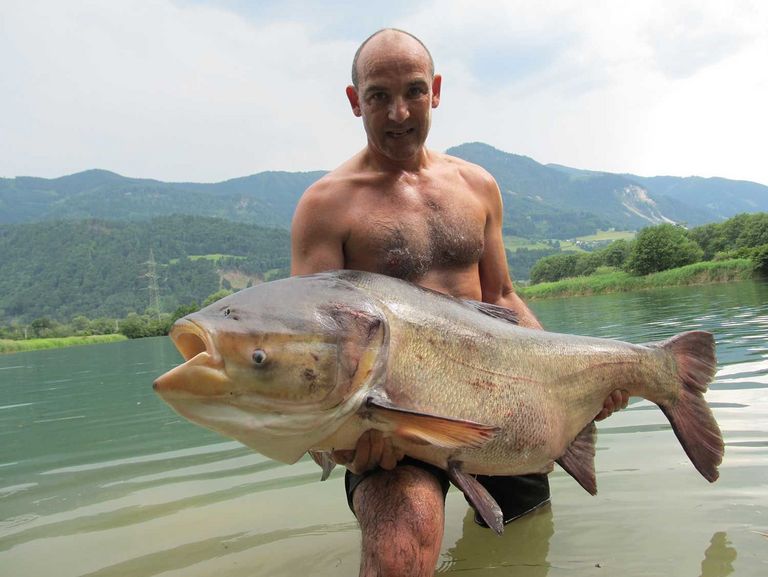 Marmorkarpfen 133 cm, 41,2 kg – Österreichischer Rekordfang