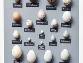 Wunderwerk Ei: Vogeleier im Vergleich. © Johannes Plattner 