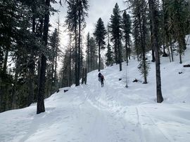 Steig durch den Wald
