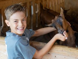 Junge füttert eine Ziege im Stall der Erlebnis Sennerei Zillertal.
