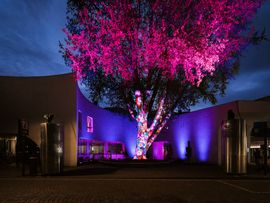 Violett beleuchteter Baum vor Gebäude