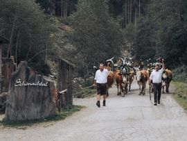 Traditioneller Almabtrieb in Zell und Gerlos