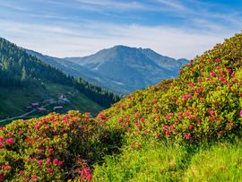 Blühende Almrosen am Berghang im Zillertal