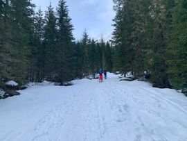 Forstweg im Wald