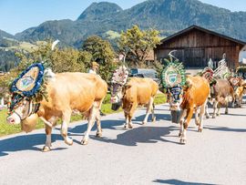Festlich geschmückte Kühe ziehen beim Almabtrieb durch einen Ort in den Tiroler Bergen. Im Hintergrund sind Bauernhöfe und bewaldete Berggipfel zu sehen.