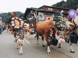 Traditioneller Almabtrieb in Zell und Gerlos