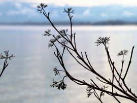 Vertrocknete Blumen neben Fluss