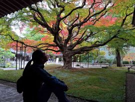 Frau unter einem japanischen Baum