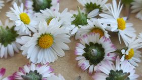 Gänseblümchen