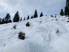 Schnee Wald Steinberg