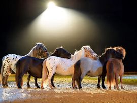 fünf Ponys auf einer Manege
