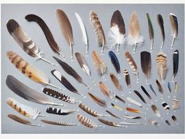 Federleichte Meisterwerke: Vogelfedern aus der Naturwissenschaftlichen Sammlung. © Johannes Plattner 