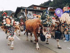 Drei Kühe beim Almabtrieb in Zell