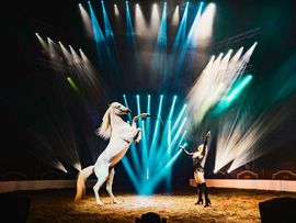 Weiße Pferde und Akrobaten im Circus Knie in Innsbruck