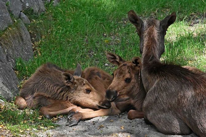 Junge Elche Alpenzoo Innsbruck