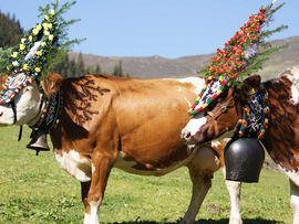 Zwei Kühe beim Almabtrieb in Zell