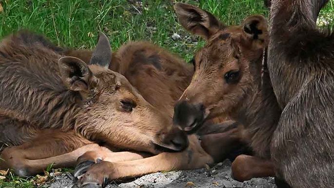 Junge Elche Alpenzoo Innsbruck